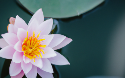 Reflections for “Is There Such a Thing As Wrong Mindfulness?