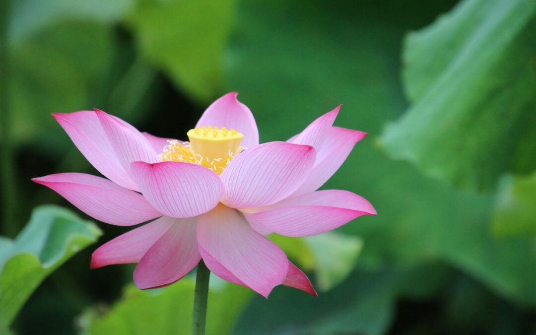 Introducing Bill Duane – An Unlikely Path to Buddhism