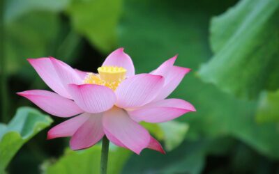 Introducing Bill Duane – An Unlikely Path to Buddhism